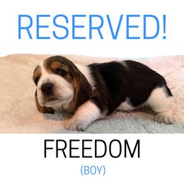 Freedom - Black white and brown male Basset Hound puppy in San Tan Valley, Arizona from Liberty Bassets