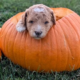 Girl 2- Phoebe - Goldendoodle puppy from Little Retrievers