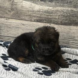 Hami green - Black and red male German Shepherd puppy in Herrick, South Dakota from Dakota Shepherds Kennels