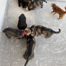 German Shepherd Puppies from Vom Stille Teufelshunde Kennels