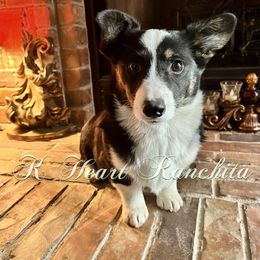 Girl 7 - American Corgi puppy in Gentry, Arkansas from K Heart Ranchita