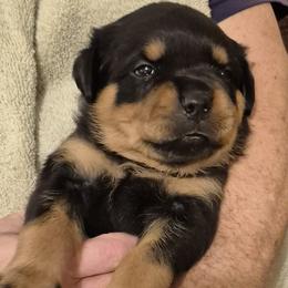 Archie- Red collar boy 1 - Black and mahogany male Rottweiler puppy in Carnesville,, Georgia from Von Knopf Rottweilers
