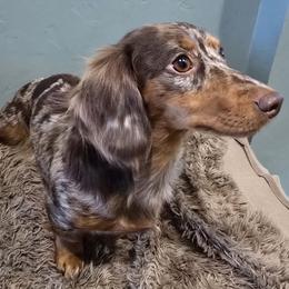 Puddin - Dachshund