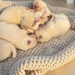 Pomeranian Puppies from Kouture Pomeranians