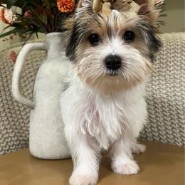 Charm's Glamma Girl - Parti female Yorkshire Terrier puppy in Dalton, Georgia from Southern Charm Precious Paws