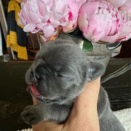 Happy - Blue fawn female French Bulldog puppy in Rathdrum, Idaho from Smart Pomskies and Frenchies