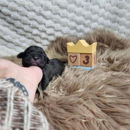 Red collar - Black male Cane Corso puppy in Fritch, Texas from Carrie Brown's Cane Corsos