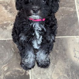 Girl 2 - Black Schnoodle puppy in Holmesville, Ohio from Pawsome Puppies