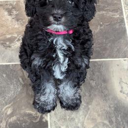 Girl 2 - Black Schnoodle puppy in Holmesville, Ohio from Pawsome Puppies