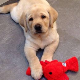 Cavalier King Charles Spaniel and Labrador Retriever Puppies from Matilija