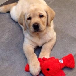 Cavalier King Charles Spaniel and Labrador Retriever Puppies from Matilija