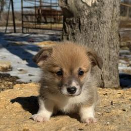 Sneezy - Fawn male Pembroke Welsh Corgi puppy in Stephenville, Texas from Rising JM Pembrokes