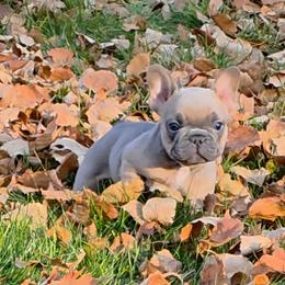 Walter - Blue fawn male French Bulldog puppy in Columbia Falls, Montana from Glacier French Bulldogs of Montana