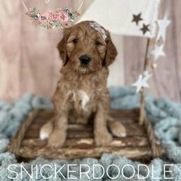 Goldendoodle Puppies from All My Doodles