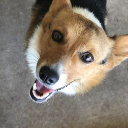 Pembroke Welsh Corgi All Grown Up from The Hallway Farm
