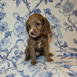 Gaia - Red female Cockapoo puppy in Sunset, Louisiana from Cano Cockapoos