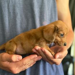 Red - Dapple female Dachshund puppy in Grand Junction, Michigan from J.C fur babies