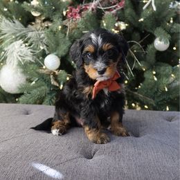 Lassie - Tri-color male Bernedoodle puppy in Murray, Utah from Sun Valley Doodles