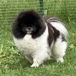 Rowdy  - Pomeranian
