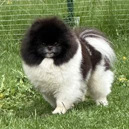 Rowdy  - Pomeranian