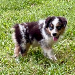 Buzz - Blue merle male Miniature Australian Shepherd puppy in Patterson, North Carolina from DreamLine Aussies