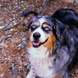 Miniature Australian Shepherds from Puppies with Attitude