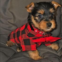 Rio - Black and tan male Yorkshire Terrier puppy in North Chesterfield, Virginia from YorkieLover