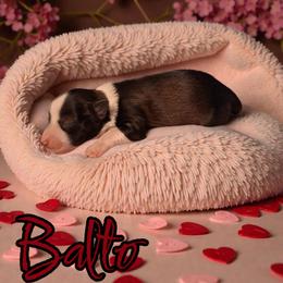 Balto - Salt and pepper male Miniature Schnauzer puppy in Clemmons, North Carolina from Schnauzer Snobs