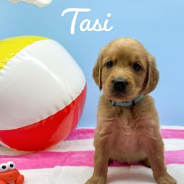 Golden Retriever Puppies from Nirvana Goldens