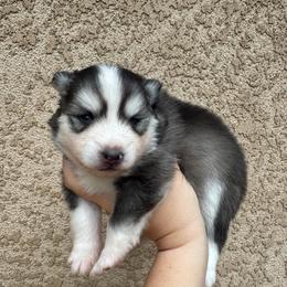 Nova - Gray and white female Pomsky puppy in La Verne, California from Red Cedar Pomskies