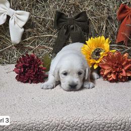 Pip Girl 3 - Light golden female Golden Retriever puppy in Niles, Michigan from Family Raised Goldens