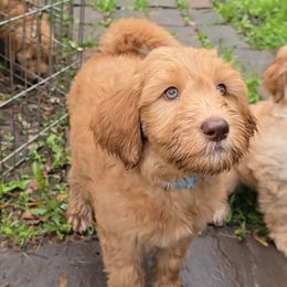 Teal collar - Gold female Australian Cobberdog puppy in Victoria, Minnesota from Heartland Hills Australian Cobberdogs