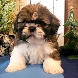 Boy 2(Dasher) - Gold and white male Shih Tzu puppy in North Carolina from WillowCreek Mountain View Shih Tzu