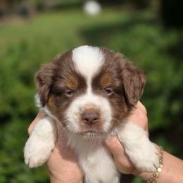 Rolo - Red tri male Toy Australian Shepherd puppy in Tremont, Tennessee from 2 Blue Toy Aussies