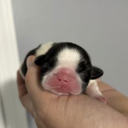 Shih Tzu Puppies from Delight Shihtzu