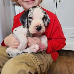 Wyatt - Harlequin Great Dane puppy in Cleburne, Texas from Nick and Megan's Danes