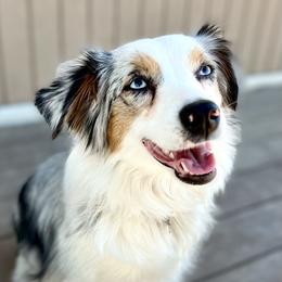 Lilah - Miniature Australian Shepherd