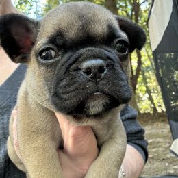 French Bulldog Puppies from Naomi Garretson