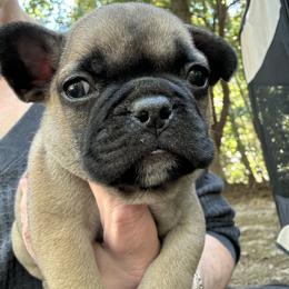 French Bulldog Puppies from Naomi Garretson