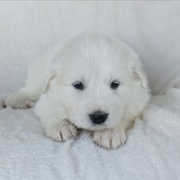 Purple - White female Great Pyrenees puppy in Yakima, Washington from Naches Heights Ranch