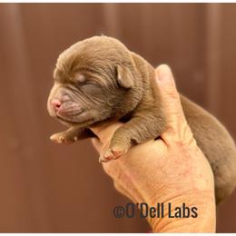Mary - Chocolate female Labrador Retriever puppy in Sullivan, Missouri from O’Dell Labs