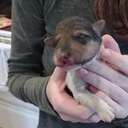 Boy 2 - Wire Fox Terrier puppy in Durham, North Carolina from Birchhurst NC Kennels