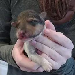 Boy 2 - Wire Fox Terrier puppy in Durham, North Carolina from Birchhurst NC Kennels