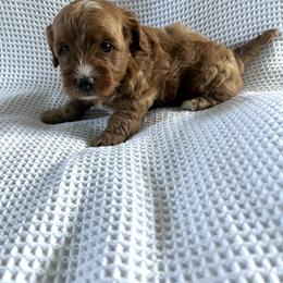 Boy 1 - Apricot male Goldendoodle puppy in Fredericksburg, Ohio from Timshell Farm: Specialty Crossbreed Puppies