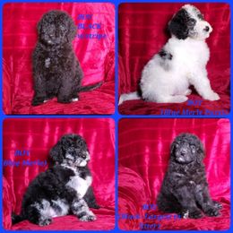 Bernedoodle Puppies from Foothills Family Doodles
