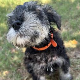 Sterling - Salt and pepper male Miniature Schnauzer puppy in Weatherford, Texas from Castle of Paws