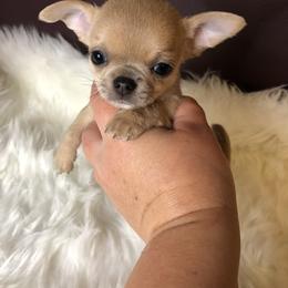 Chihuahua Puppies from Wild Prairie Chihuahuas