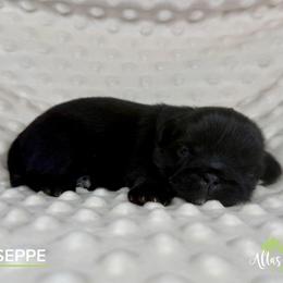 Giuseppe - Black and tan male Shih Tzu puppy in Alice, Texas from Altas Palmas Shih Tzu