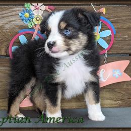 Miniature American Shepherd, Miniature Australian Shepherd, and Toy Australian Shepherd Puppies from Shade Tree Aussies