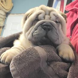 Horsecoat male - Fawn male Chinese Shar-Pei puppy in Wellington, Ohio from Shine Shar-Pei